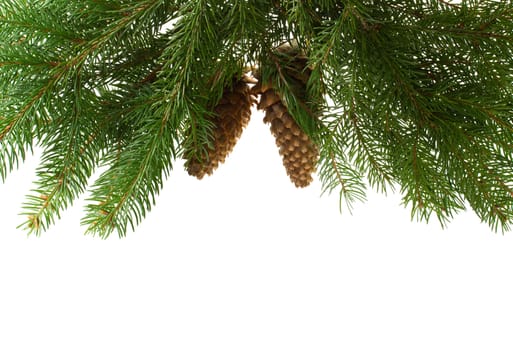 close-up fir tree with cones, isolated on white