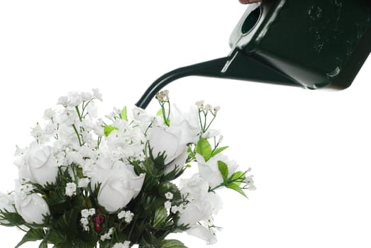 Closeup view of a watering can about to water some artificial roses, isolated against a white background