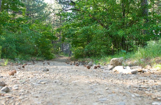 forest path