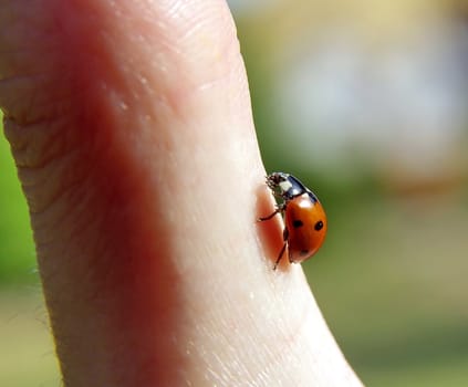 Ladybirds