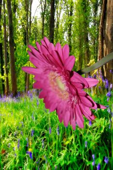 a single pink chrysanthemum against a forest background (with clipping path)