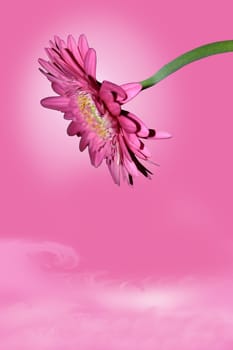 a single pink chrysanthemum against a pink background (with clipping path)