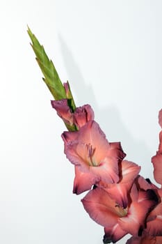 a single pink gladiolus against a white background (with clipping path)