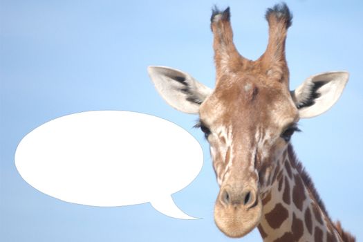 Giraffe with speech bubble