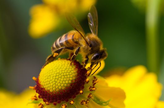 close-up bee collecting nectar on yellow flower