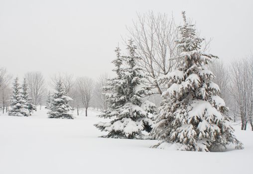 december fir tree covered with snow