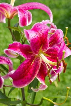 close-up pink lily against green background
