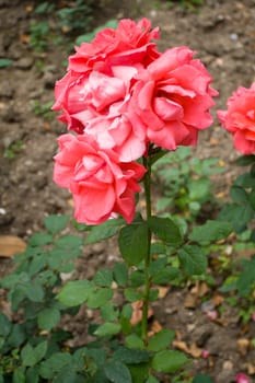 pink rose bush 