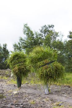 Image of womenfolk transporting grass collected from the upper reaches of the volcano, Mount Merapi, Yogyakarta, Indonesia for cattle feed.