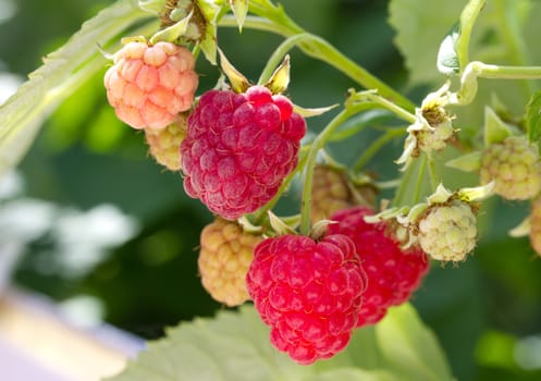 ripe raspberries branch on green grass background