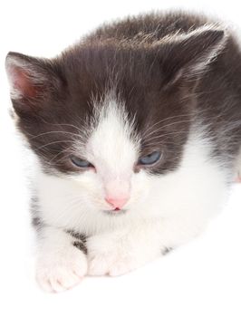 close-up small kitten lying