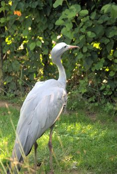 White crane standing