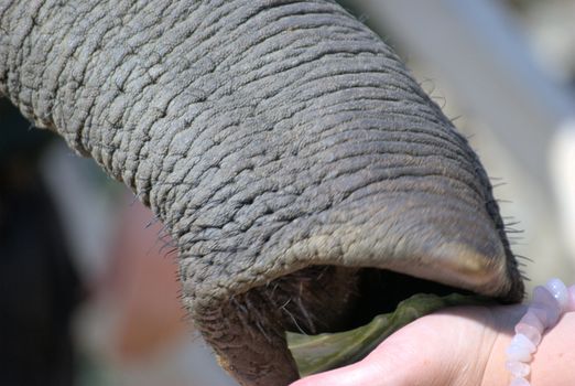 Close up of elephant trunk being hand fed