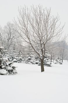 trees covered with snow in december