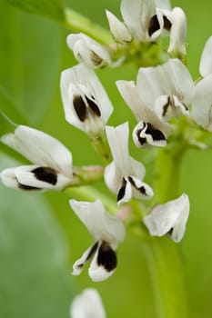 close-up white black flowers on green background