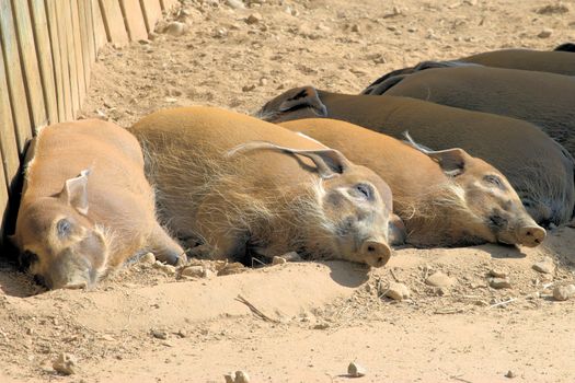 Red river hogs sleeping in the sun
