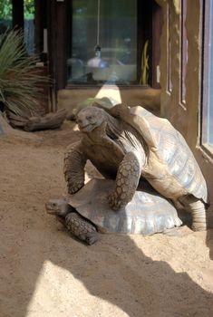 Two tortoises with male mounting female
