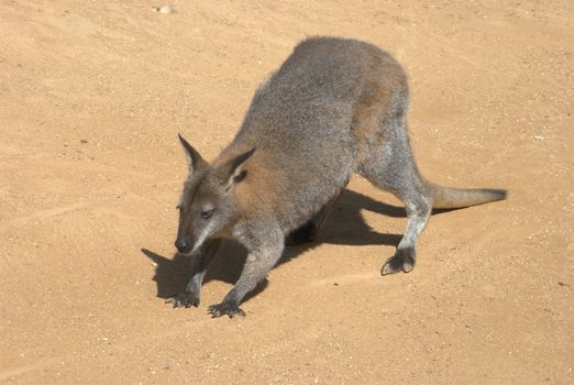 Wallaby standing