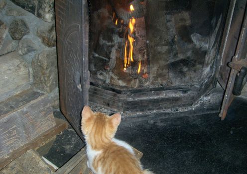 Kitten sitting in front of a fireplace