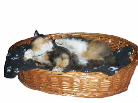 Cat itching in a cat basket