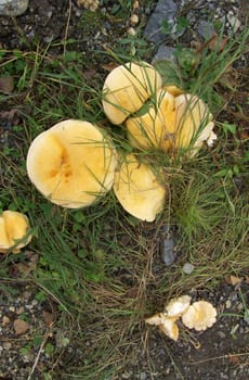 Yellow mushrooms in Norway.