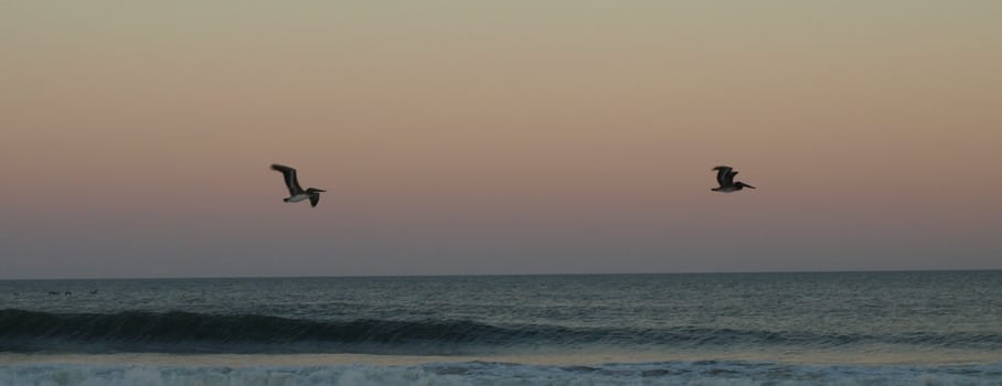 Birds flying lowe over the water as the evening light fades away.