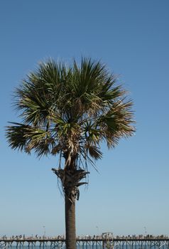 A palm tree at the ocean with a pier in the background