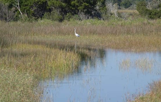 Bird in the marshland along the North Carolina Shore