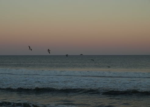Birds flying lowe over the water as the evening light fades away.