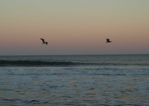 Birds flying lowe over the water as the evening light fades away.