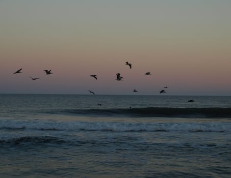 Birds flying lowe over the water as the evening light fades away.