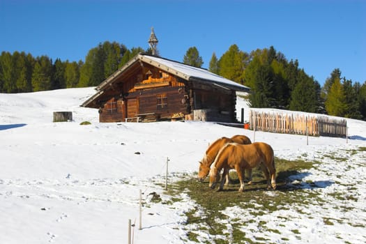 Beautiful wooden house and horses grazing in Italian Alps