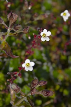 Arctic flower bloom in tundra during polar summer and fall