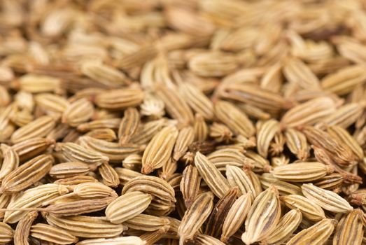 Background of fresh fennel seeds with selective focus
