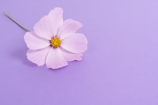 An image of a nice cosmea with space for text