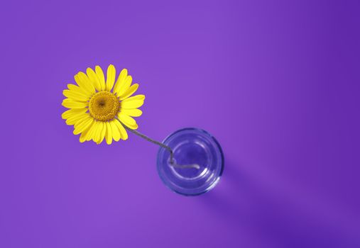 An image of a beautiful yellow flower on purple background