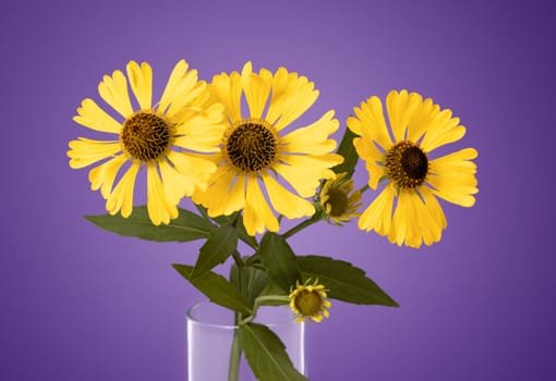 An image of a beautiful yellow flower on purple background