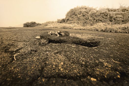Dead Boa on the road on Aruba