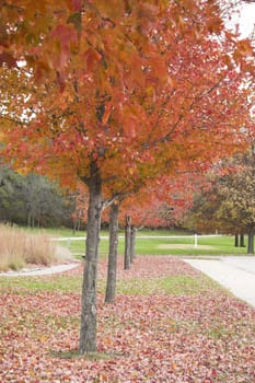 Fall colors, fragments and scenes for backgrounds