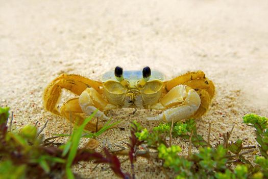 A ghost crab shot with a wideangel at a beach on Aruba