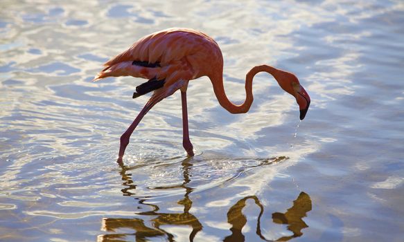 Caribbean flamingo at the flamingo sanctuary on Bonaire