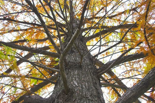 Fall colors, fragments and scenes for backgrounds