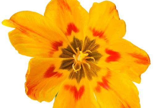 detail of a orange tulip isolated on white