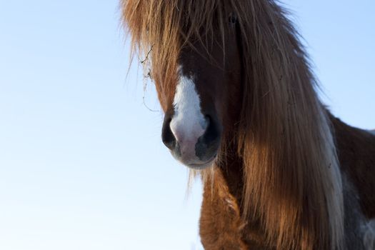 Portrait of a horse against blue sky 