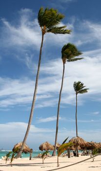 Three tall palm trees on a tropical resort in Punta Cana, the Dominican Republic.