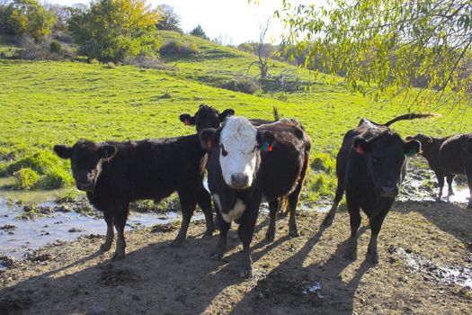 Cows surrounded by colorful fields and meadows