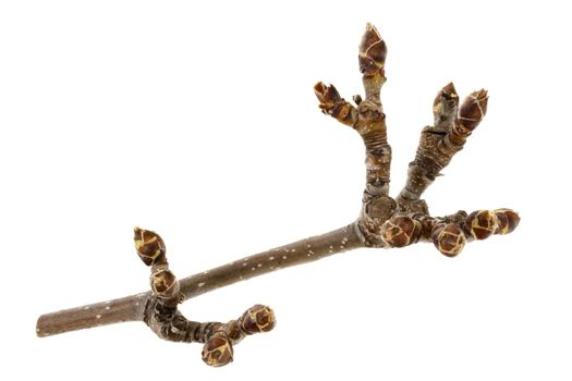 branch of pear tree with buds in springtime isolated on white