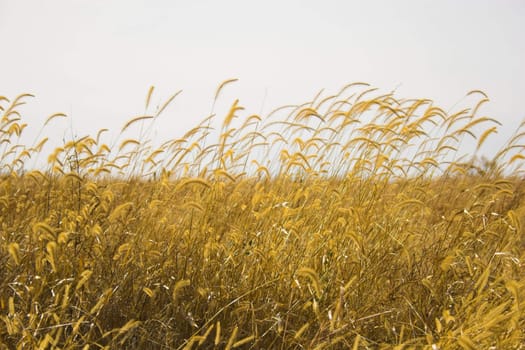 Countryside surrounded by colorful fields and meadows