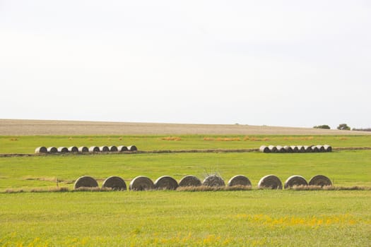 Countryside surrounded by colorful fields and meadows