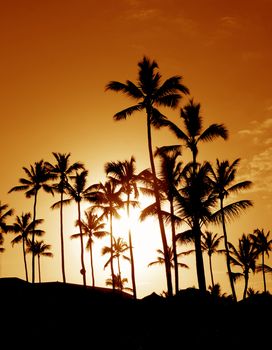 The silhouettes of a bunch of palm trees shot against the setting sun.
